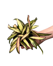 Afbeelding in Gallery-weergave laden, Hoya wayetii 'Variegated' - Root Houseplants