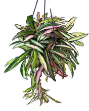 Afbeelding in Gallery-weergave laden, Hoya wayetii 'Variegated' - Root Houseplants