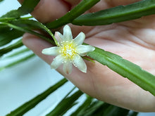 Afbeelding in Gallery-weergave laden, Lepismium bolivianum - Root Houseplants