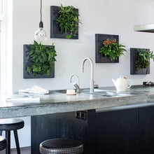 Afbeelding in Gallery-weergave laden, Living Picture Frame - Root Houseplants