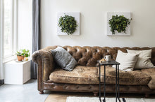 Afbeelding in Gallery-weergave laden, Living Picture Frame - Root Houseplants