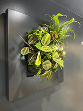 Afbeelding in Gallery-weergave laden, Living Picture Frame - Root Houseplants