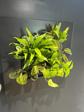 Afbeelding in Gallery-weergave laden, Living Picture Frame - Root Houseplants