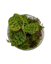 Carica l'immagine nel visualizzatore di Gallery, Macodes petola - Root Houseplants