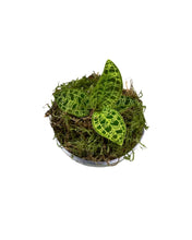 Carica l'immagine nel visualizzatore di Gallery, Macodes petola - Root Houseplants