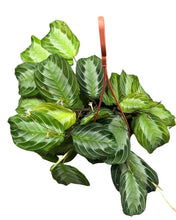 Afbeelding in Gallery-weergave laden, Maranta leuconeura 'Silver Band' - Root Houseplants
