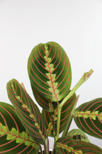 Afbeelding in Gallery-weergave laden, Maranta leuconeura var. Erythroneura - Root Houseplants