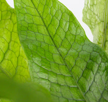 Afbeelding in Gallery-weergave laden, Microsorum musifolium 'Crocodyllus' - Root Houseplants