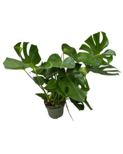 Afbeelding in Gallery-weergave laden, Monstera deliciosa - Root Houseplants