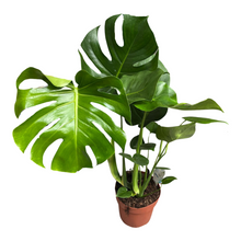 Afbeelding in Gallery-weergave laden, Monstera deliciosa - Root Houseplants