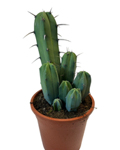 Afbeelding in Gallery-weergave laden, Myrtillocactus geometrizans - Root Houseplants
