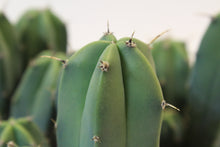 Afbeelding in Gallery-weergave laden, Myrtillocactus geometrizans - Root Houseplants