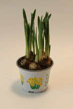 Afbeelding in Gallery-weergave laden, Narcissus 'Jetfire' - Root Houseplants