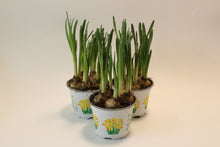 Afbeelding in Gallery-weergave laden, Narcissus 'Jetfire' - Root Houseplants
