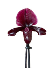 Afbeelding in Gallery-weergave laden, Paphiopedilum maudiae gx 'Black Jack' - Root Houseplants