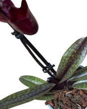 Afbeelding in Gallery-weergave laden, Paphiopedilum maudiae gx 'Black Jack' - Root Houseplants