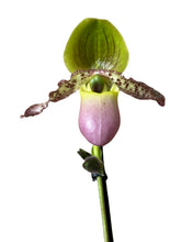 Load image into Gallery viewer, Paphiopedilum Pinnochio gx - Root Houseplants