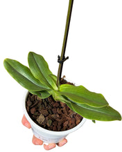 Load image into Gallery viewer, Paphiopedilum Pinnochio gx - Root Houseplants