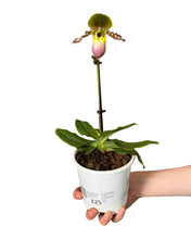 Load image into Gallery viewer, Paphiopedilum Pinnochio gx - Root Houseplants