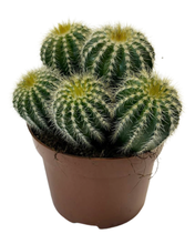 Afbeelding in Gallery-weergave laden, Parodia warasii - Root Houseplants
