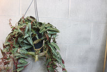 Afbeelding in Gallery-weergave laden, Parthenocissus amazonica - Root Houseplants