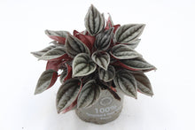 Afbeelding in Gallery-weergave laden, Peperomia caperata 'Mendoza' - Root Houseplants