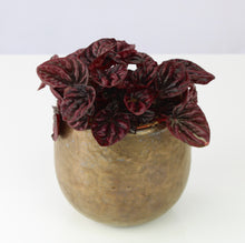 Afbeelding in Gallery-weergave laden, Peperomia caperata 'Schumi Red' - Root Houseplants