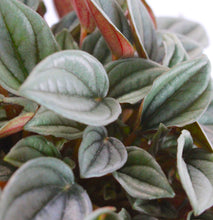 Afbeelding in Gallery-weergave laden, Peperomia 'Napoli Nights' - Root Houseplants