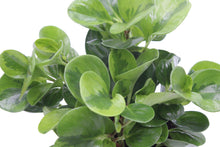 Afbeelding in Gallery-weergave laden, Peperomia obtusifolia 'Lemon Lime' - Root Houseplants