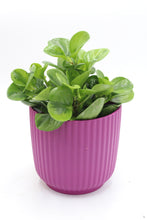Afbeelding in Gallery-weergave laden, Peperomia obtusifolia 'Lemon Lime' - Root Houseplants