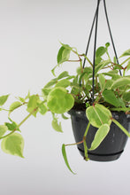 Afbeelding in Gallery-weergave laden, Peperomia serpens 'Variegata' - Root Houseplants
