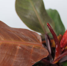 Afbeelding in Gallery-weergave laden, Philodendron 'Cherry Red' - Root Houseplants