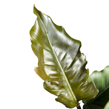 Load image into Gallery viewer, Philodendron 'Pluto' - Root Houseplants