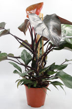 Afbeelding in Gallery-weergave laden, Philodendron 'Ruby' - Root Houseplants