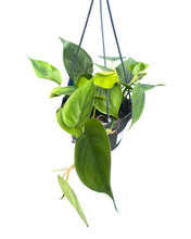 Afbeelding in Gallery-weergave laden, Philodendron scandens - Root Houseplants