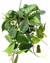 Afbeelding in Gallery-weergave laden, Philodendron scandens - Root Houseplants