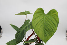 Afbeelding in Gallery-weergave laden, Philodendron sp. 'Fuzzy Petiole' - Root Houseplants