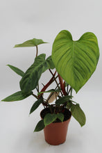 Afbeelding in Gallery-weergave laden, Philodendron sp. 'Fuzzy Petiole' - Root Houseplants