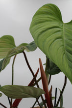Afbeelding in Gallery-weergave laden, Philodendron sp. 'Fuzzy Petiole' - Root Houseplants