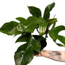 Afbeelding in Gallery-weergave laden, Philodendron squamiferum - Root Houseplants