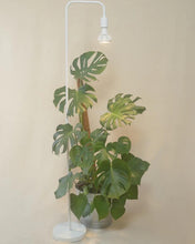 Afbeelding in Gallery-weergave laden, Pianta Grow Light V2 - Root Houseplants