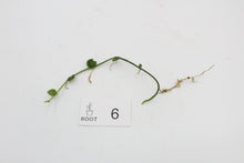 Afbeelding in Gallery-weergave laden, Rhaphidophora hayi - Root Houseplants