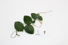 Afbeelding in Gallery-weergave laden, Rhaphidophora hayi - Root Houseplants