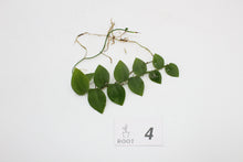 Afbeelding in Gallery-weergave laden, Rhaphidophora hayi - Root Houseplants