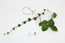 Afbeelding in Gallery-weergave laden, Rhaphidophora hayi - Root Houseplants