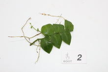 Afbeelding in Gallery-weergave laden, Rhaphidophora hayi - Root Houseplants