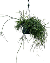 Afbeelding in Gallery-weergave laden, Rhipsalis baccifera 'Oasis' - Root Houseplants