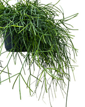 Afbeelding in Gallery-weergave laden, Rhipsalis baccifera 'Oasis' - Root Houseplants