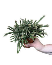 Afbeelding in Gallery-weergave laden, Rhipsalis baccifera subsp. Horrida - Root Houseplants