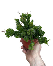 Afbeelding in Gallery-weergave laden, Rhipsalis mesembryanthemoides - Root Houseplants